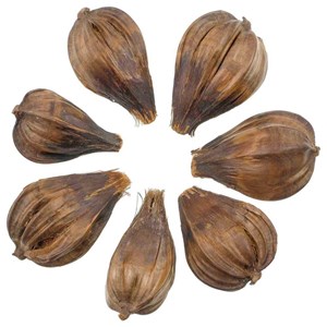 Gousse de palmier sakai - lot de 10