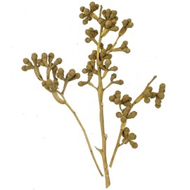 Branches d'eucalyptus pilzzweig