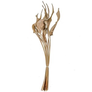 Feuilles strelitzia