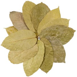 Feuilles de sal - 15 cm - lot de 100