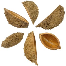 Coque de bolsa de pastor - lot de 5