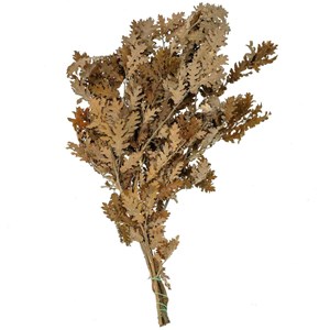 Feuillage chêne brun stabilisé
