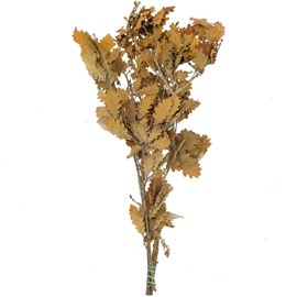 Feuillage chêne orange stabilisé