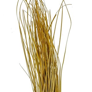 Herbe d'ours - 70 cm
