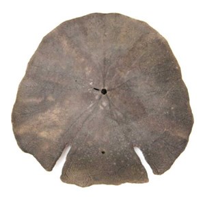 Test d'oursin pancake