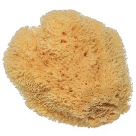 Eponge naturelle méditerranée