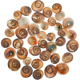 Opercules turbo rouges bruts