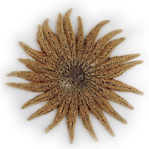 Etoile mer picnopodia helianthoides