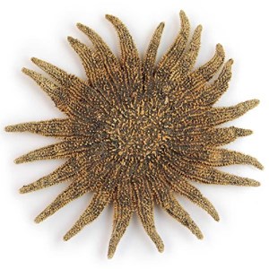 Etoile mer picnopodia helianthoides