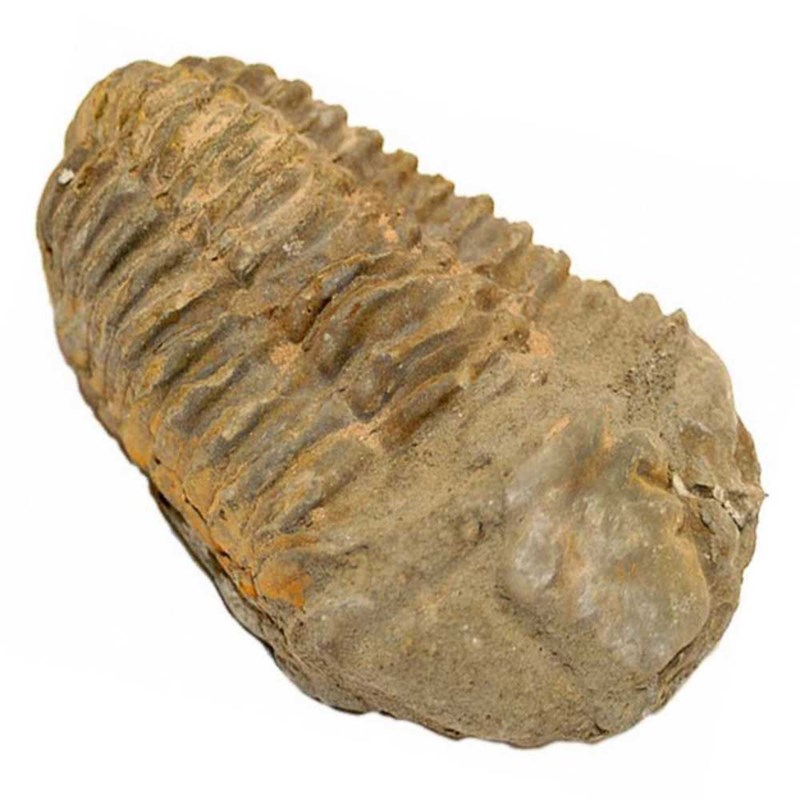 Fossile trilobite calymene - 7 à 8 cm