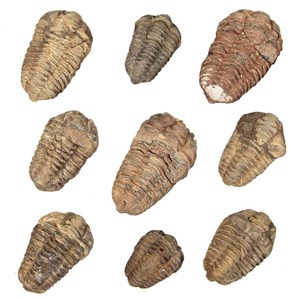Fossile trilobite calymene - 8 à 9 cm