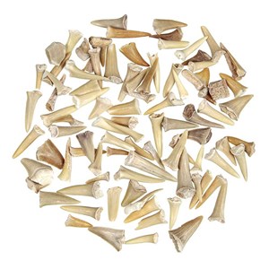 Lot dents requin fossilisées
