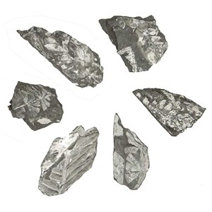 Feuille fougère pecopteris fossilisée