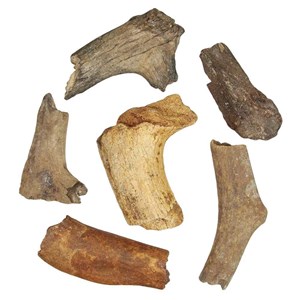 Bois cervidé fossile