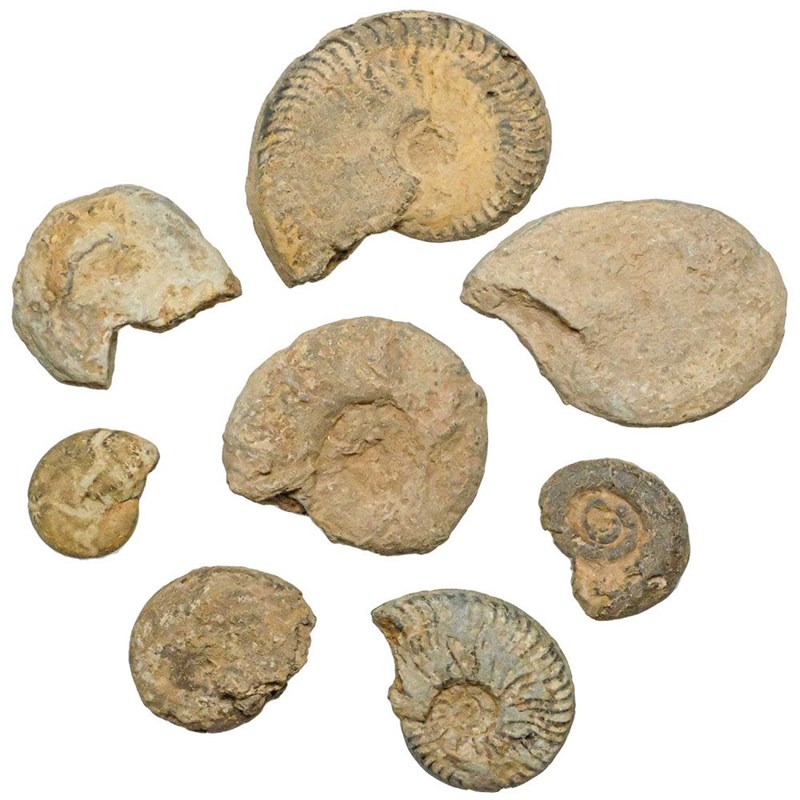 Ammonites hématite