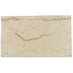 Ver fossile sur plaque - 13 x 8 cm