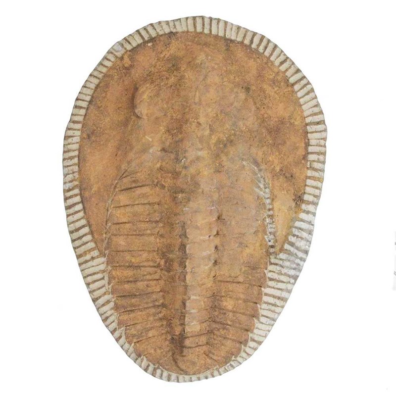 Naturosphère - Trilobite cambropallas telesto fossile