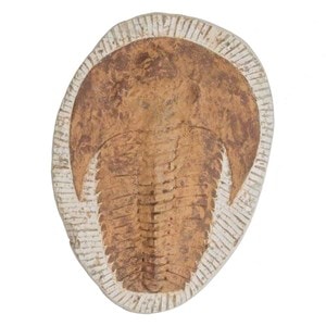 Trilobite cambropallas telesto fossile