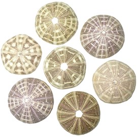 Test d'oursin toxopneuste pileosus