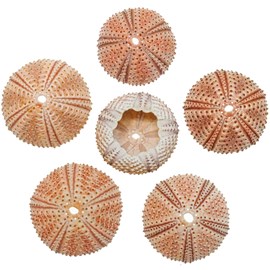 Tests d'oursins méditerranée