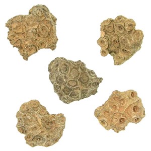 Corail fossilisé arachnophyllum