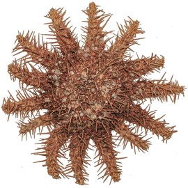 Etoile mer acanthaster planci