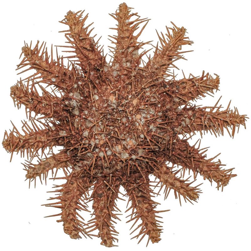 Etoile mer acanthaster planci