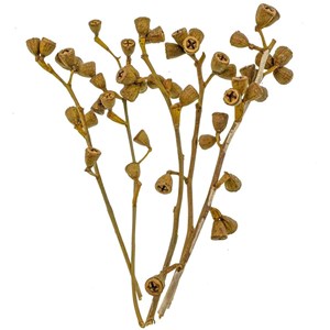 Branches d'eucalyptus fleurs