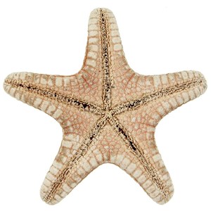 Etoiles mer rhino protoreaster nodosus