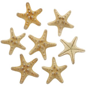 Etoiles mer rhino protoreaster nodosus