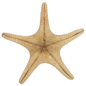 Etoiles mer rhino protoreaster nodosus