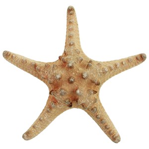 Etoiles mer rhino protoreaster nodosus