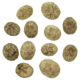 Hérissons de mer - 3 à 5 cm - lot de 5