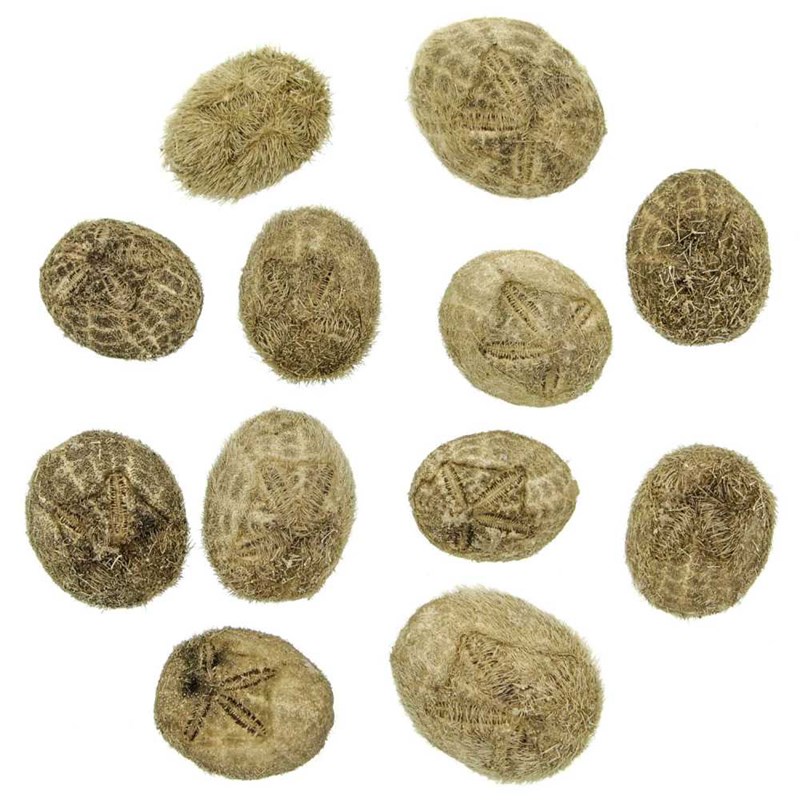 Hérissons de mer - 3 à 5 cm - lot de 5
