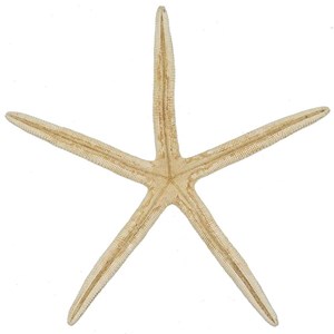 Etoile mer linckia laevigata blanche