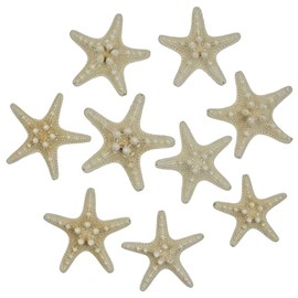 Etoiles mer rhino protoreaster