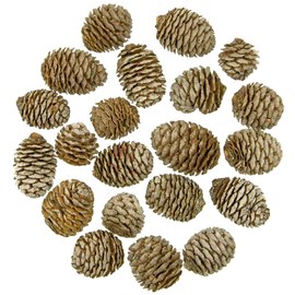 Têtes de leucadendron - 250 grammes