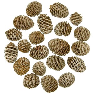 Têtes de leucadendron - 250 grammes