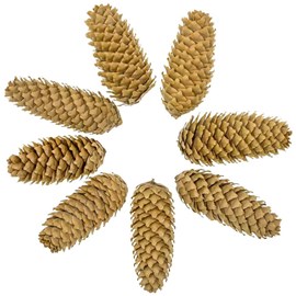 Pommes de pin d'épicéa - 500 grammes
