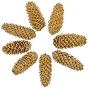 Pommes de pin d'épicéa - 500 grammes