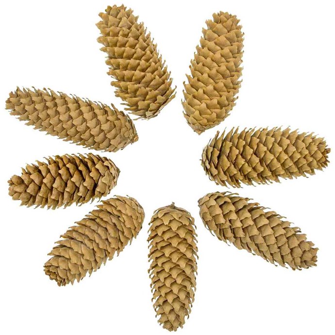 Pommes de pin d