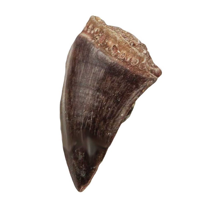 Dent fossile de mosasaure - 2 à 3 cm