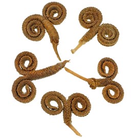 Gousses de palmier mâle - lot de 5