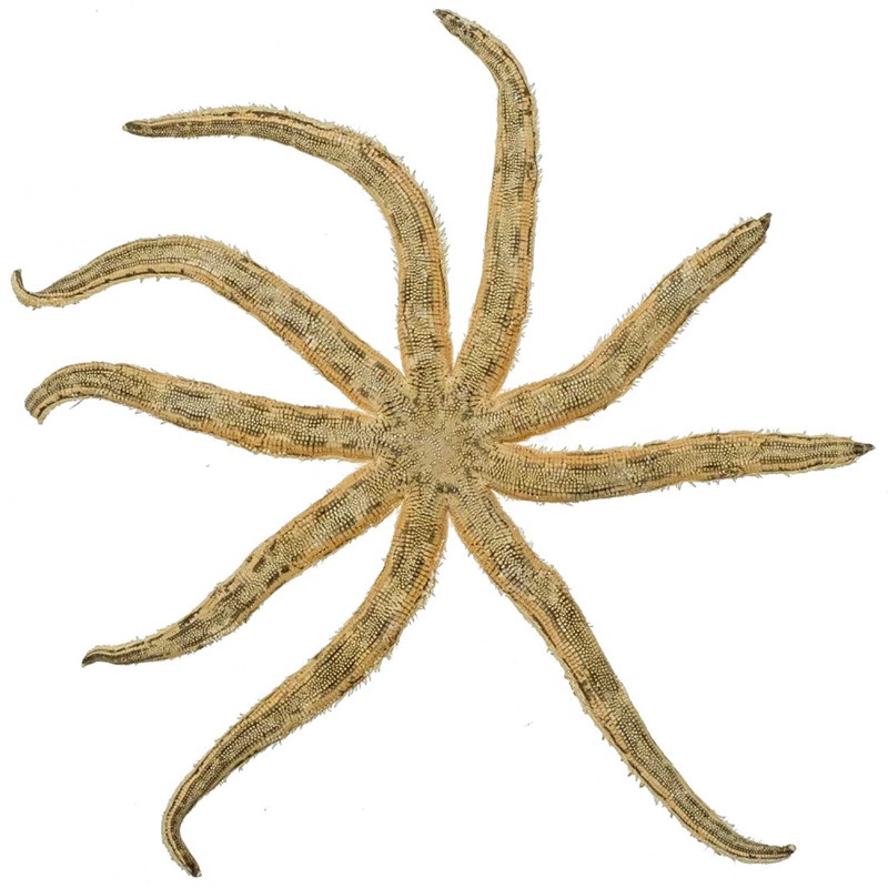 Naturosphère - Etoile mer luididae maculata