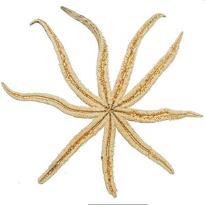 Etoile mer luididae maculata