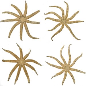 Etoile mer luididae maculata