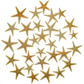 Etoiles mer décoration astropecten vappa