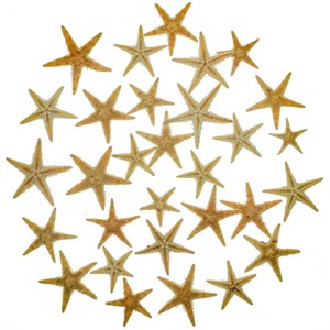 Etoiles mer décoration astropecten vappa