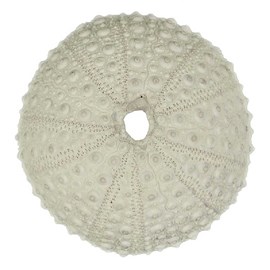 Test d'oursin blanc lividus