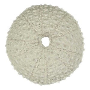 Test d'oursin blanc lividus